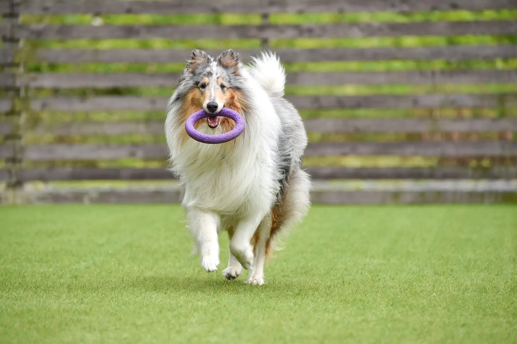 Shawgrass K9 Park Artificial Grass product detail