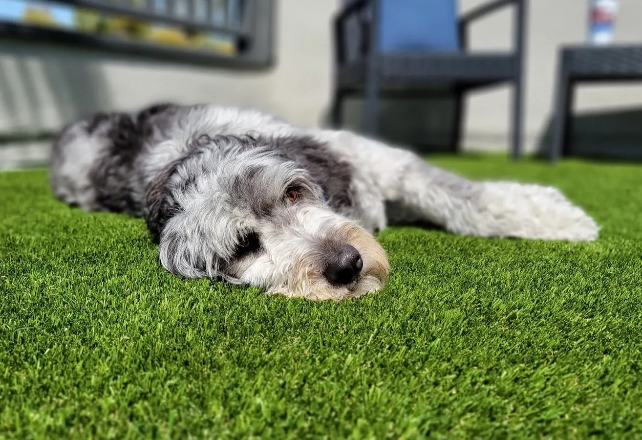 Shawgrass K9 Serenity Artificial Grass product detail