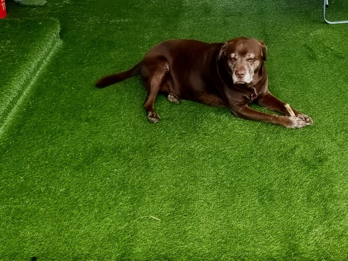 Global Syn Turf Cashmere 40 Artificial Grass product detail