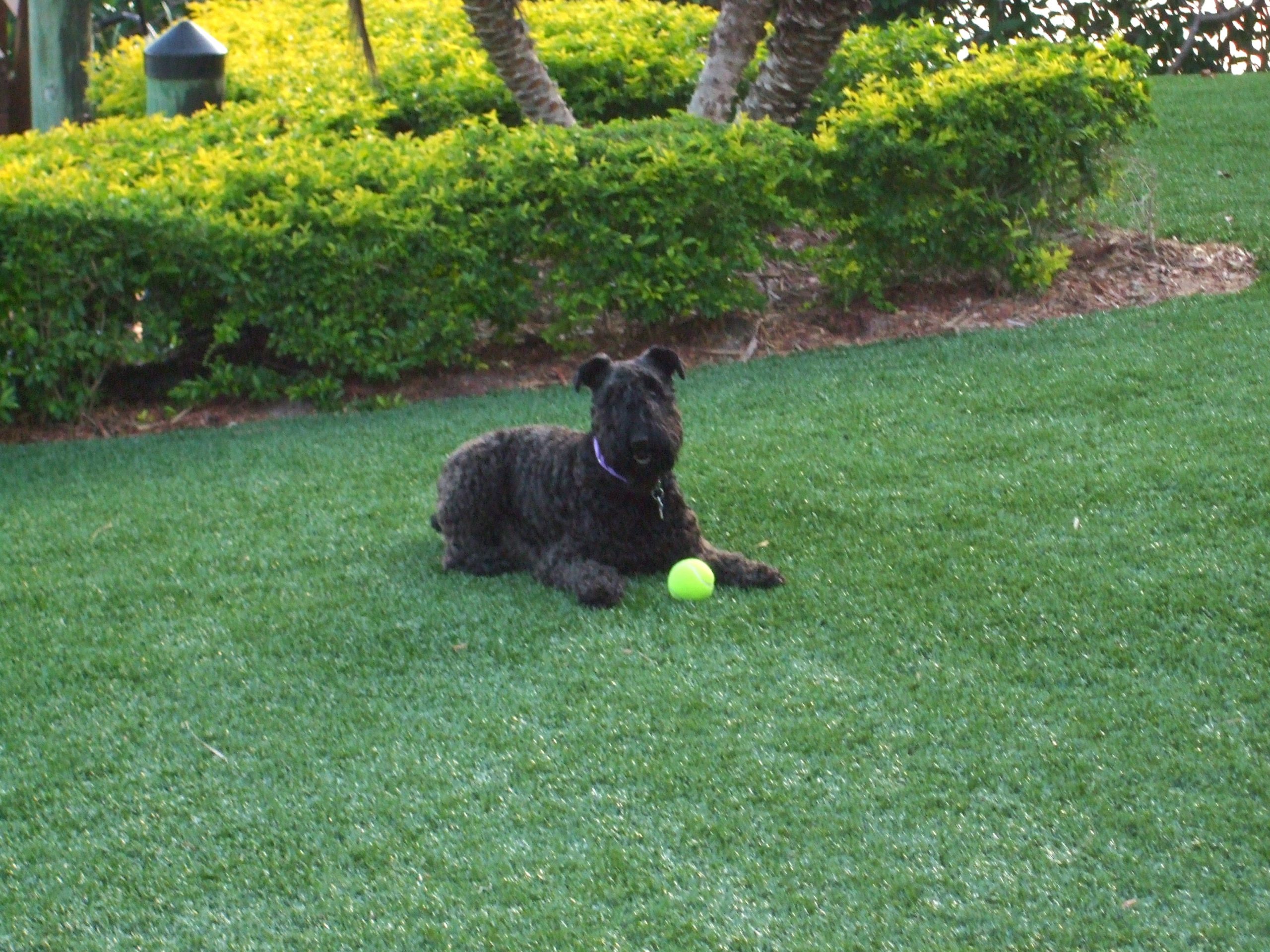 STi SoftLawn Pro Cut Plus Artificial Grass product detail