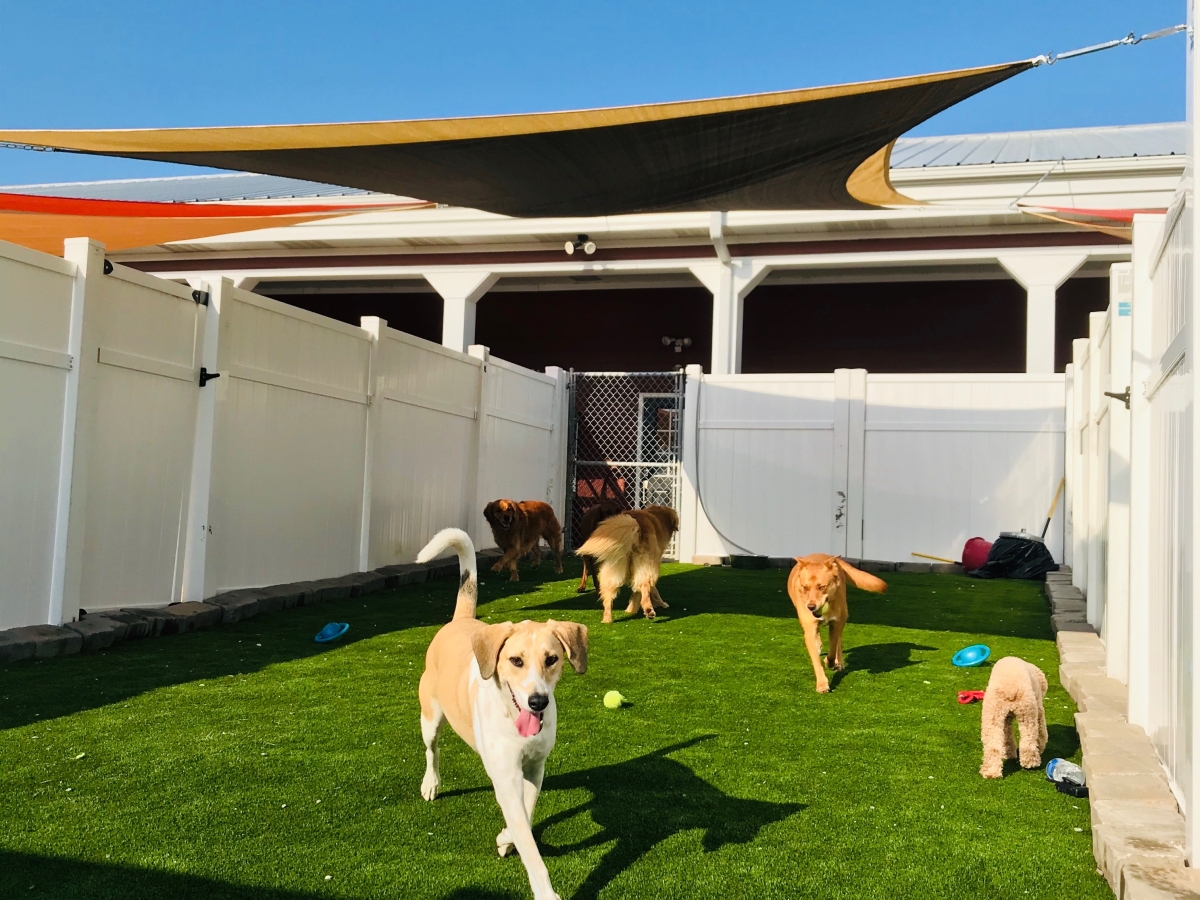 American Syn Turf AST AmeriPet Artificial Grass product detail