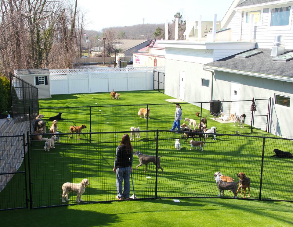 STi SoftLawn Kennel Cut Plus Artificial Grass product detail