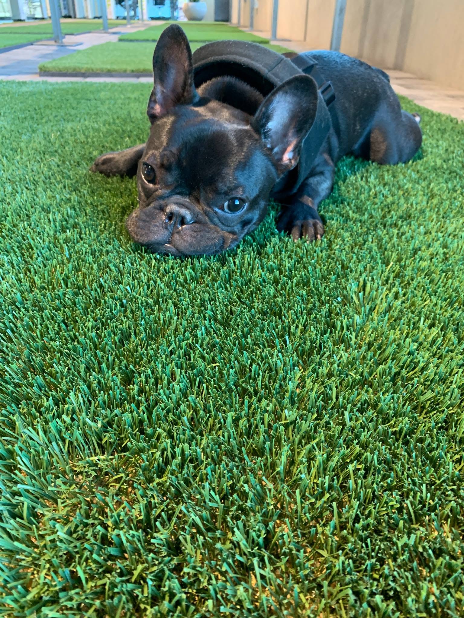 Turf Hub Santa Barbara Blend Artificial Grass product detail