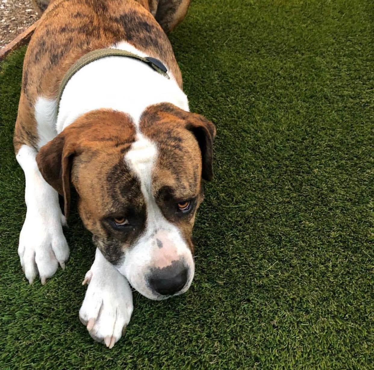 Turf Hub Pet Flo Artificial Grass product detail