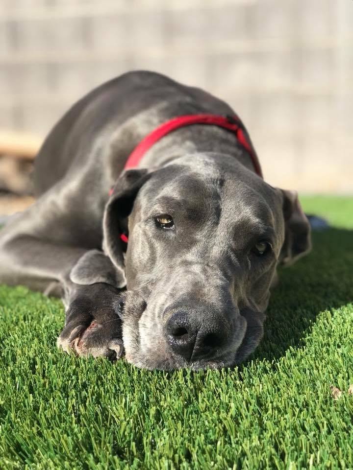 Turf Hub Pet Pro Artificial Grass product detail