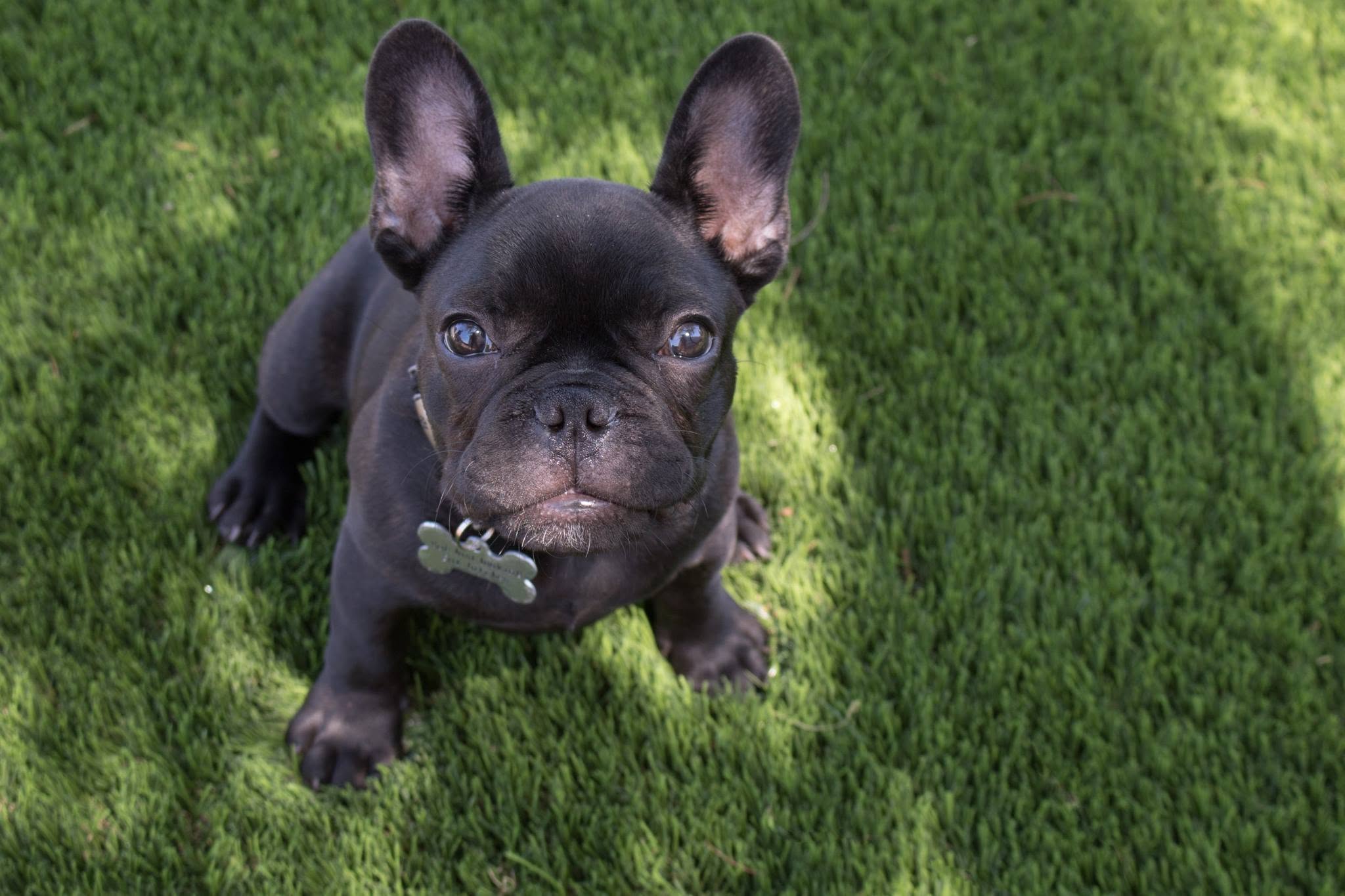 Turf Hub Pet Select Artificial Grass product detail