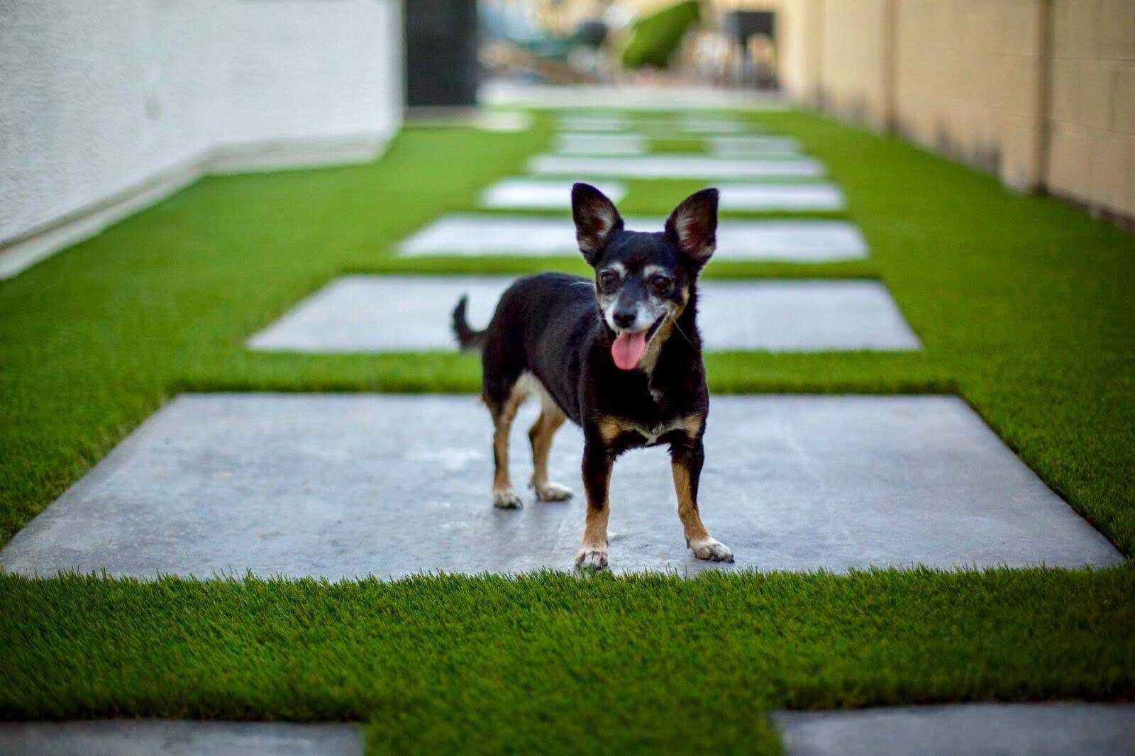 Turf Hub Pet Turf Artificial Grass product detail