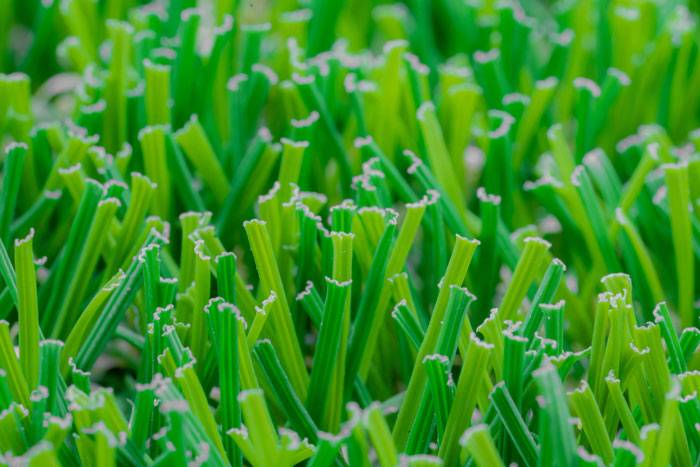 turf-hub-bermuda-blend_0